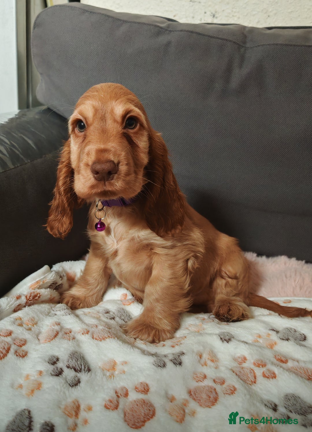 Cocker Spaniel dogs for sale: 🔥LAST TWO BOYS LEFT!🔥 KC SHOW COCKER SPANIEL  - Image 23