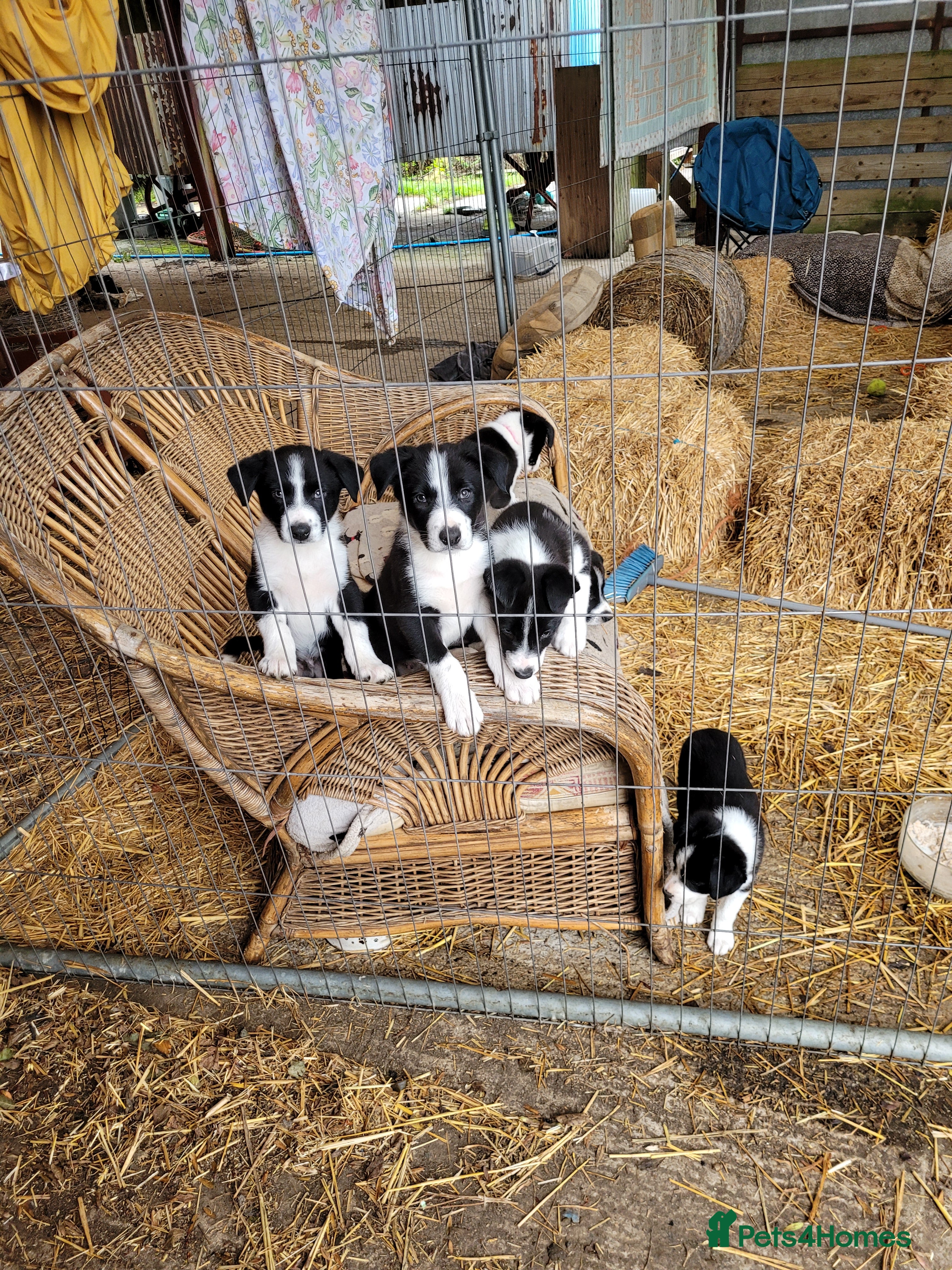 Border Collie dogs Gorgeous Border Collie Pups - Advert 2