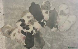 English Bulldog dogs for sale: 🌟 health tested parents 🌟 - Image 29