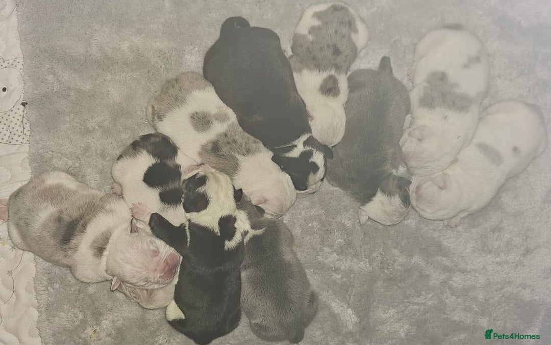 English Bulldog dogs for sale: 🌟 health tested parents 🌟 - Image 29