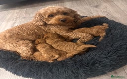 Cavapoo dogs for sale: One stunning boy left!  - Image 4