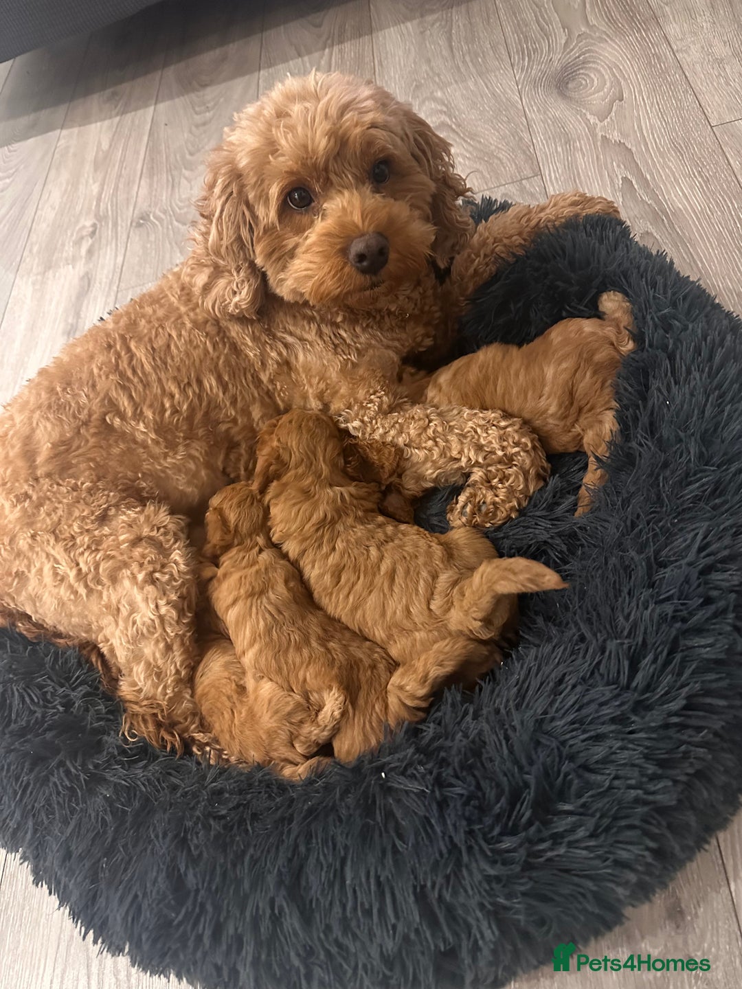 Cavapoo dogs for sale: One stunning boy left!  - Image 4