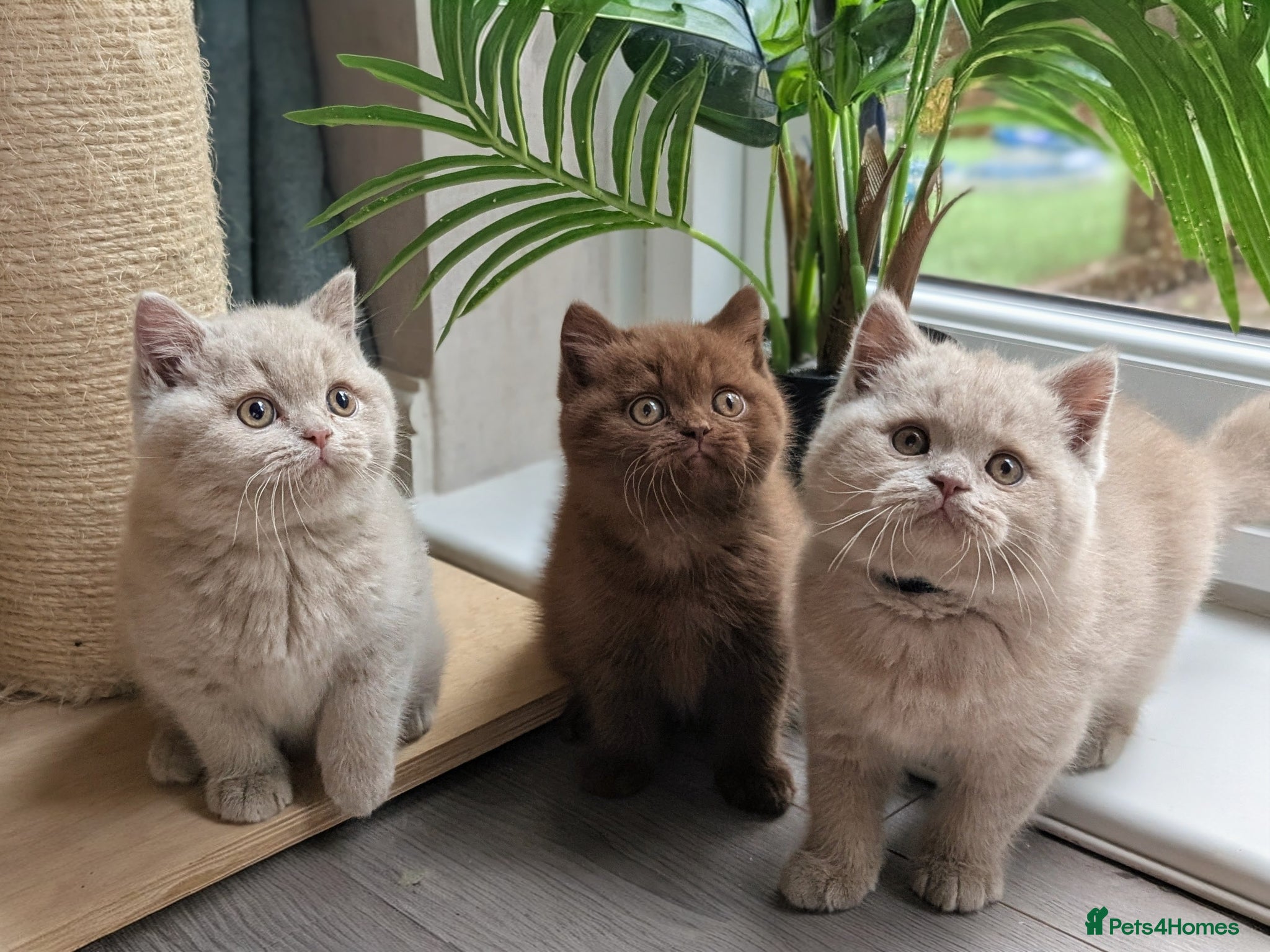 British Shorthair cats GCCF REGISTERED CHOCOLATE AND LILAC KITTENS - Advert 1