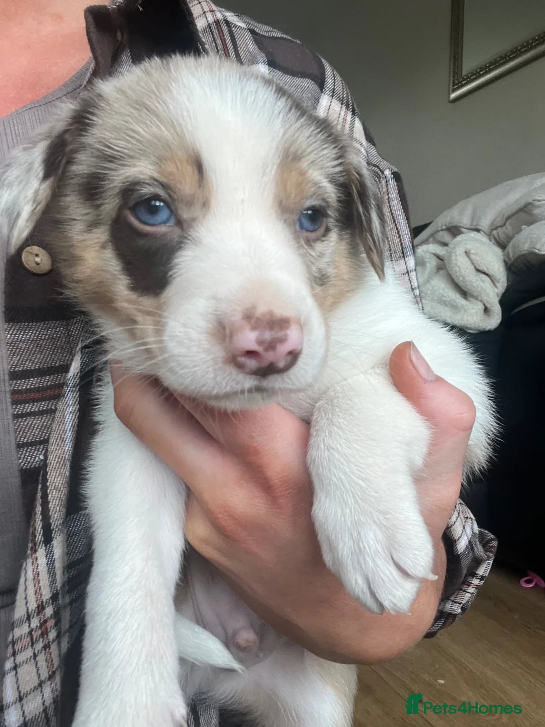 Border Collie dogs for sale: Border Collie Puppies  - Advert 1