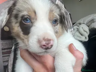 Border Collie dogs Border Collie Puppies - Advert 8