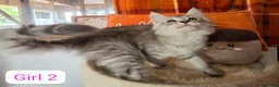 Maine Coon cats for sale: BEAUTIFUL MAINE COON KITTENS, POLY AND NON POLY  - Advert 14
