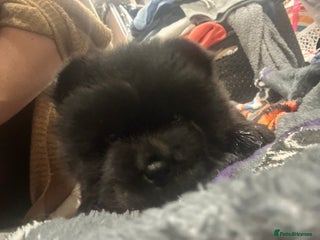 Chow Chow dogs - Advert 5