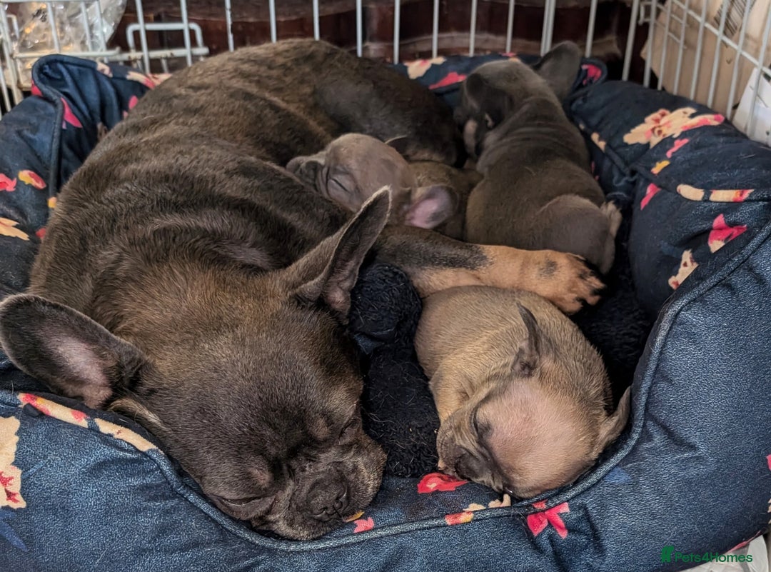French Bulldog dogs for sale: Reduced! French bulldog male puppy  - Image 7