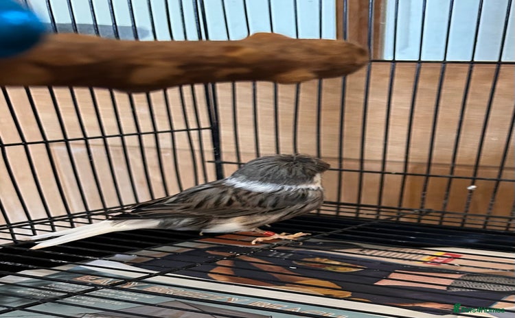 Canaries birds - Advert 16