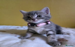 Mixed Breed cats for sale: Gorgeous 2 Girls and 3 boys For sale - Image 14
