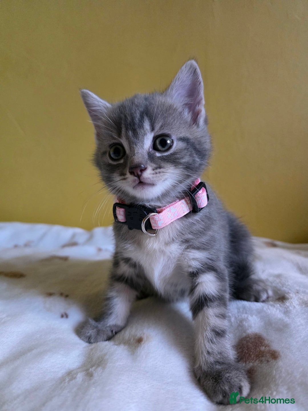 Mixed Breed cats for sale: Gorgeous 2 Girls and 3 boys For sale - Image 14
