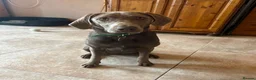 Labrador Retriever dogs for sale: Spirited Young Silver Labrador KC Reg in Congleton - Advert 5