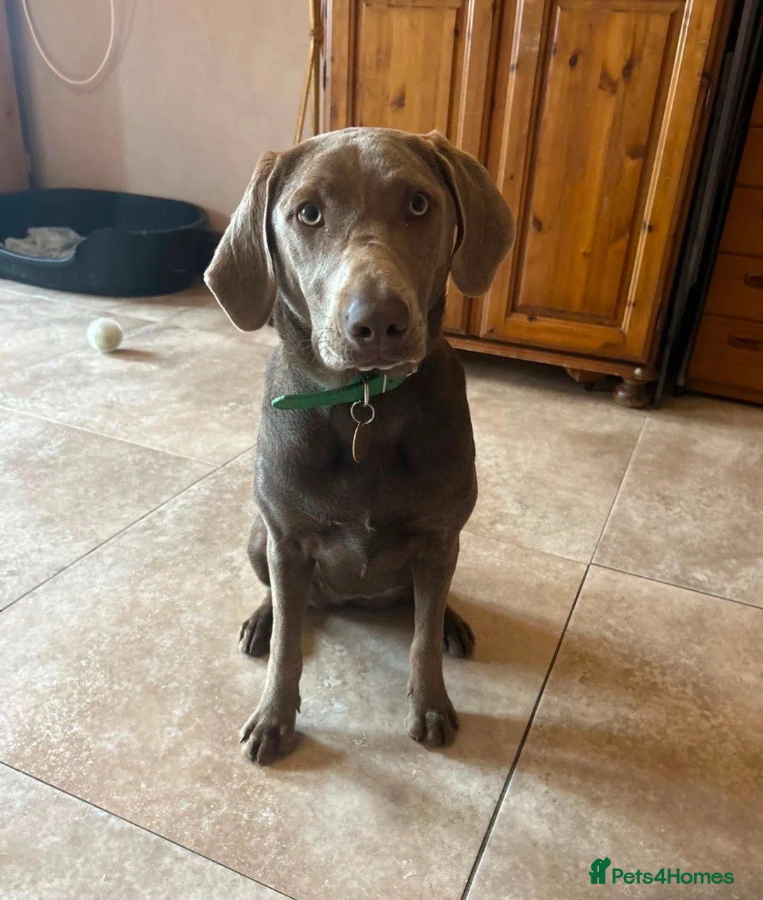Labrador Retriever dogs for sale: Spirited Young Silver Labrador KC Reg in Congleton - Advert 5