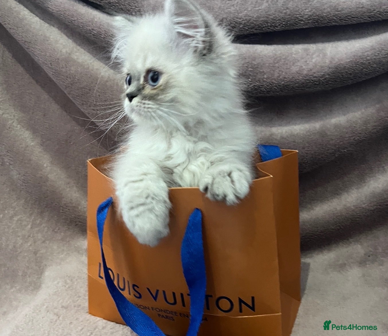 Persian cats READY NOW Fully vaccinated“Louis”, Persian kitten  - Advert 2
