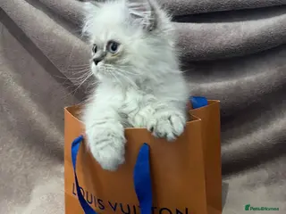Persian cats READY NOW Fully vaccinated“Louis”, Persian kitten - Advert 2