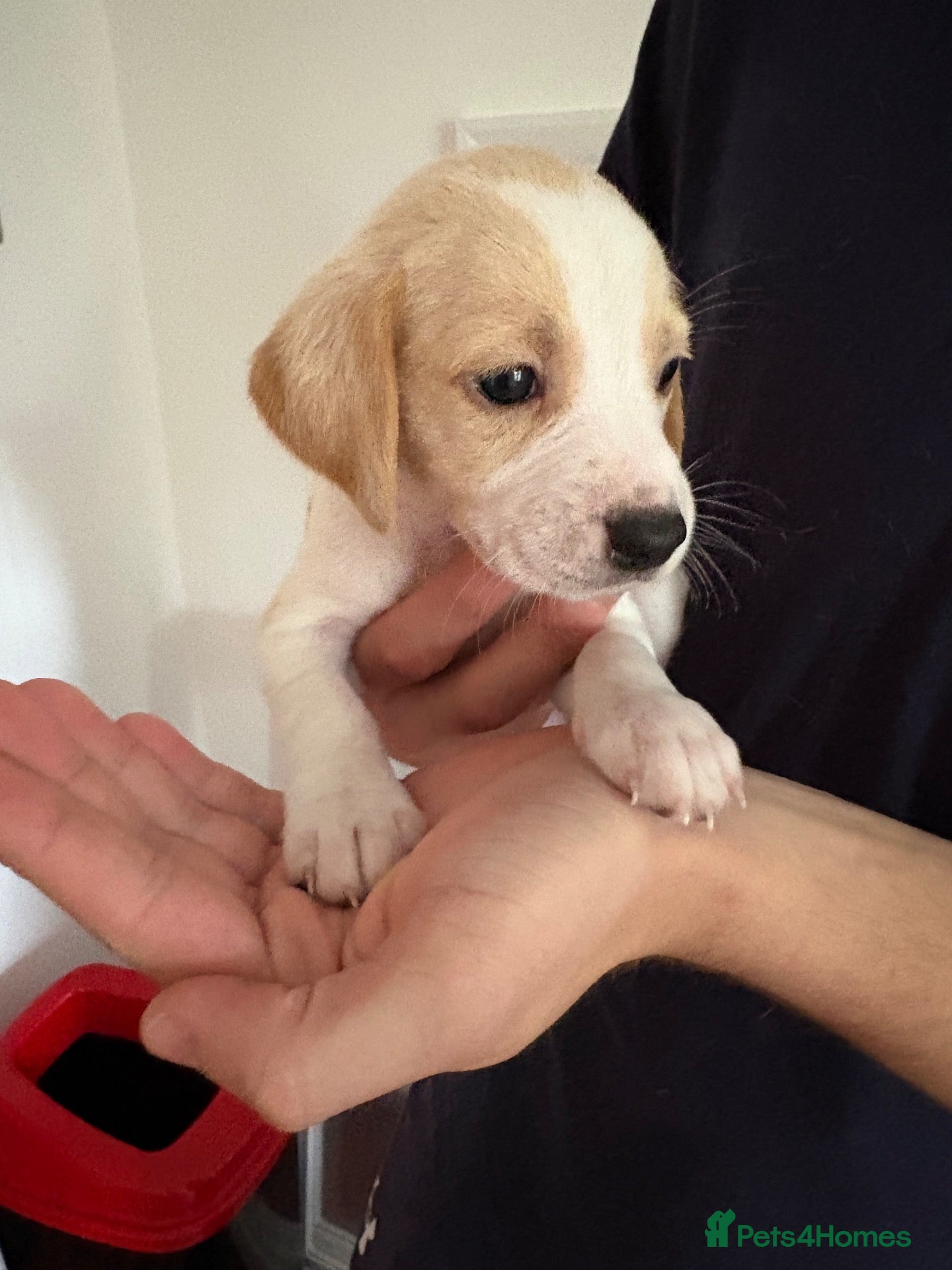 Beagle dogs Beagle Puppies - Advert 8