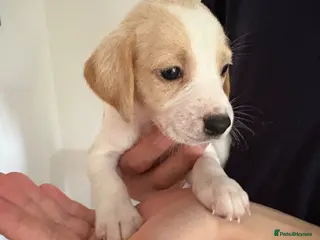 Beagle dogs Beagle Puppies - Advert 1