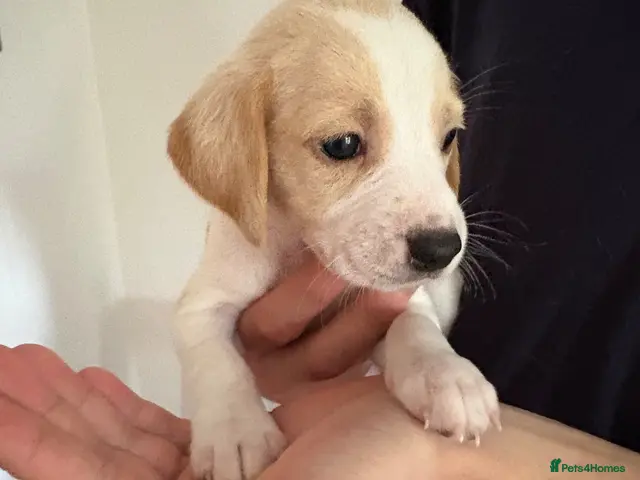 Beagle dogs for sale: Beagle Puppies - Advert 5