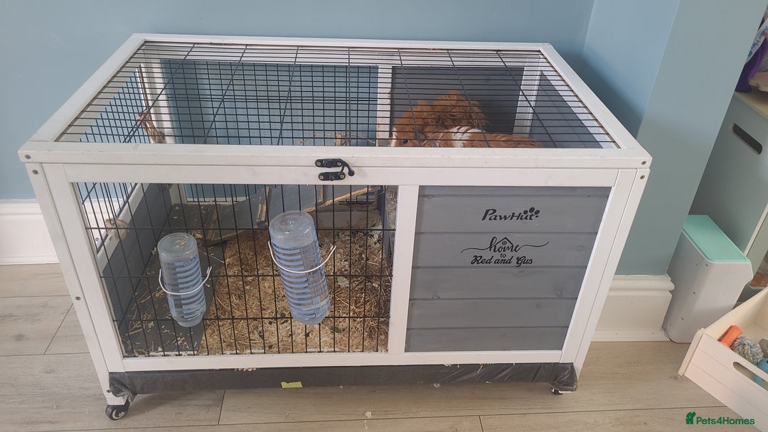 Guinea Pig rodents for sale: 2x male guinea pigs  - Image 6