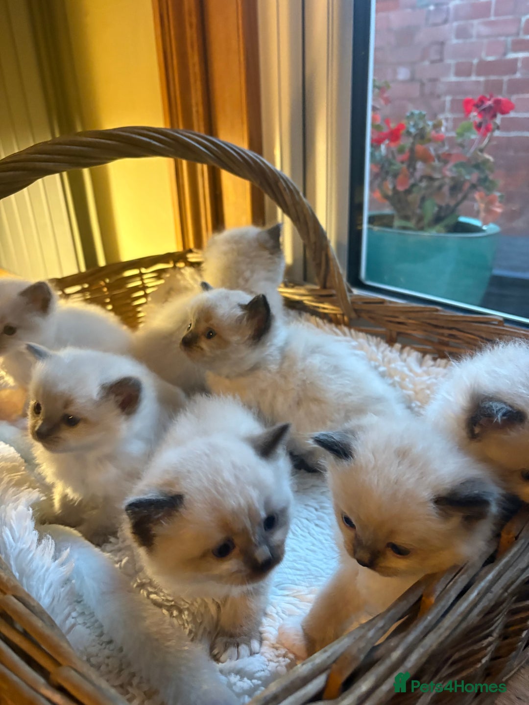 Ragdoll cats for sale: TICA Pedigree Ragdolls 💎✨ - Image 2