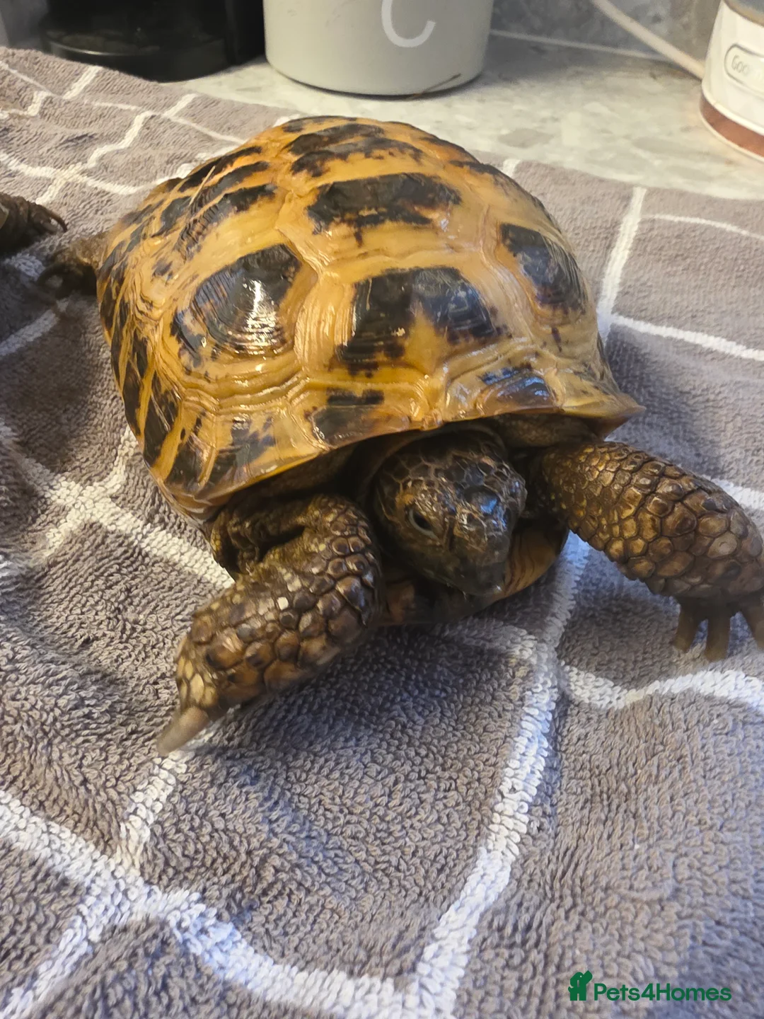 Tortoise reptiles for sale: 2 Russian Tortoises  - Advert 4