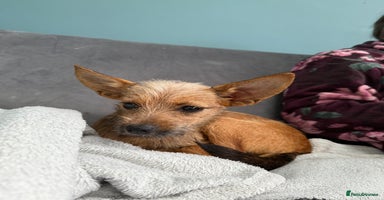Russian Toy Terrier dogs - Advert 4
