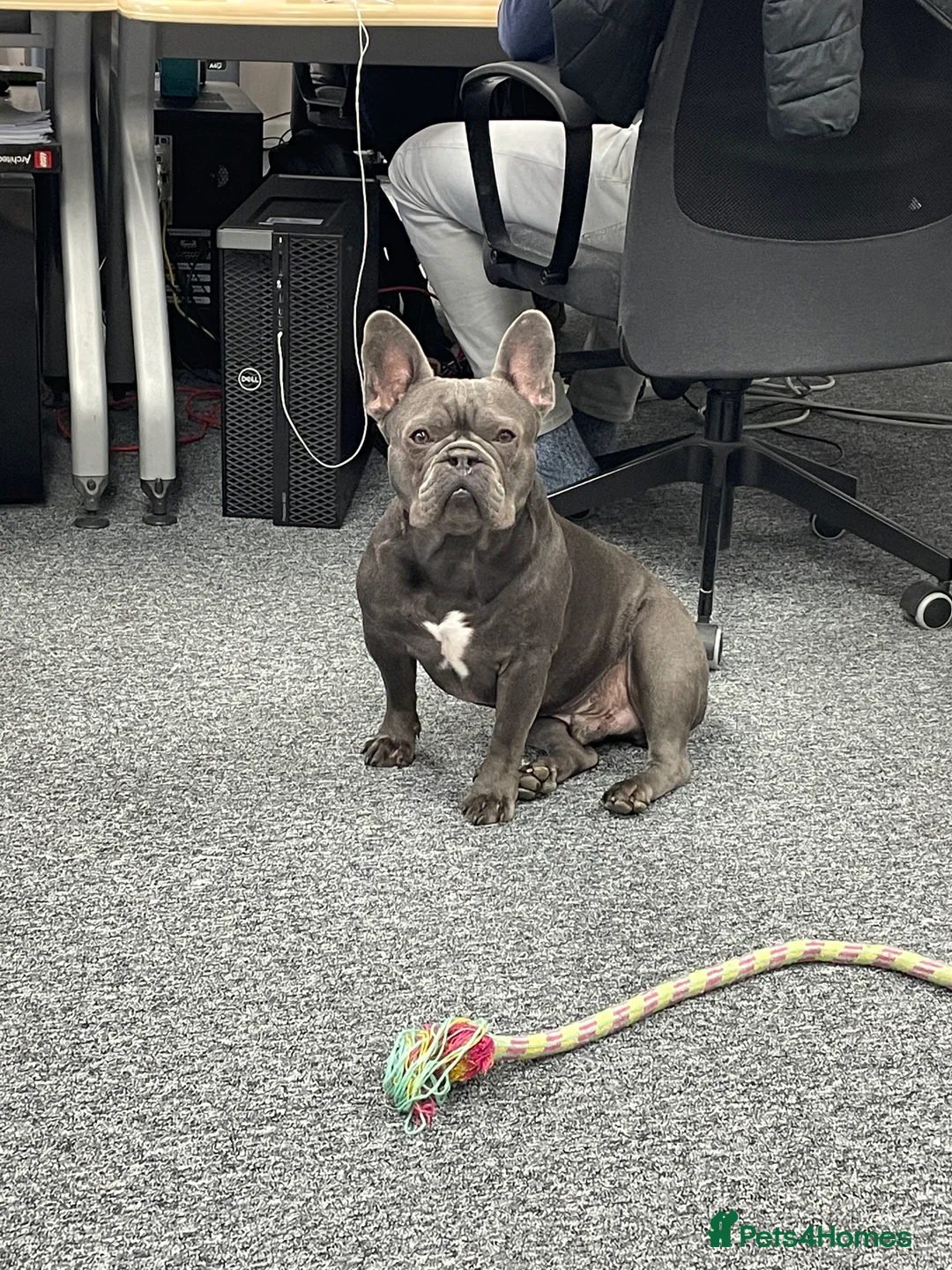 French Bulldog dogs for sale: French Bulldog, rehoming - Advert 14