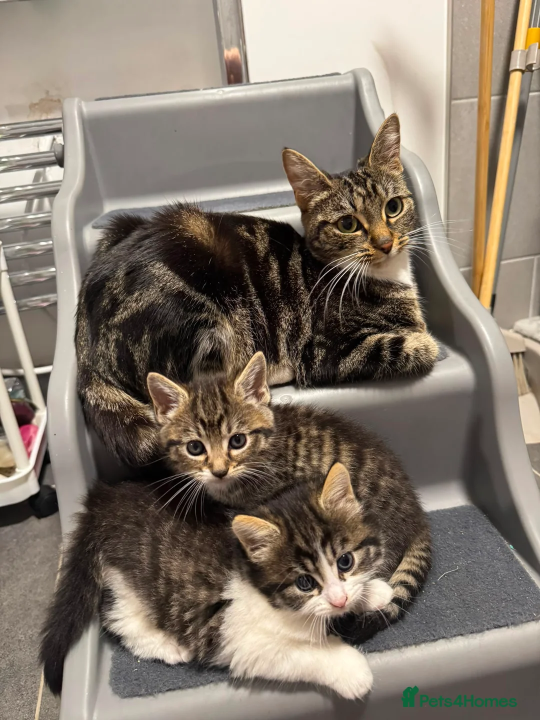 Mixed Breed cats for sale: Lovely Kitten Looking for a Loving Home in Burton-on-Trent - Advert 2