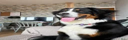 Bernese Mountain Dog dogs for sale: Kiara 11 month Bernese Mountain Dog  in Bradford - Advert 15
