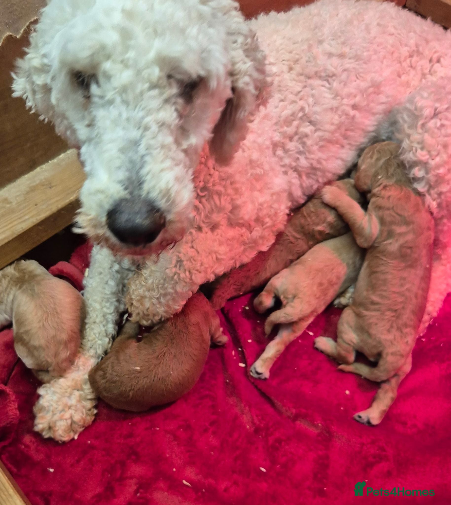 Standard Poodle dogs Kc Red Standard Poodle Puppies - Advert 2