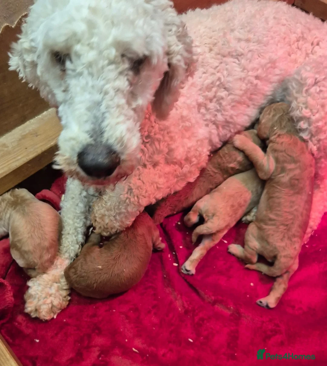 Standard Poodle dogs for sale: Kc Red Standard Poodle Puppies - Advert 2