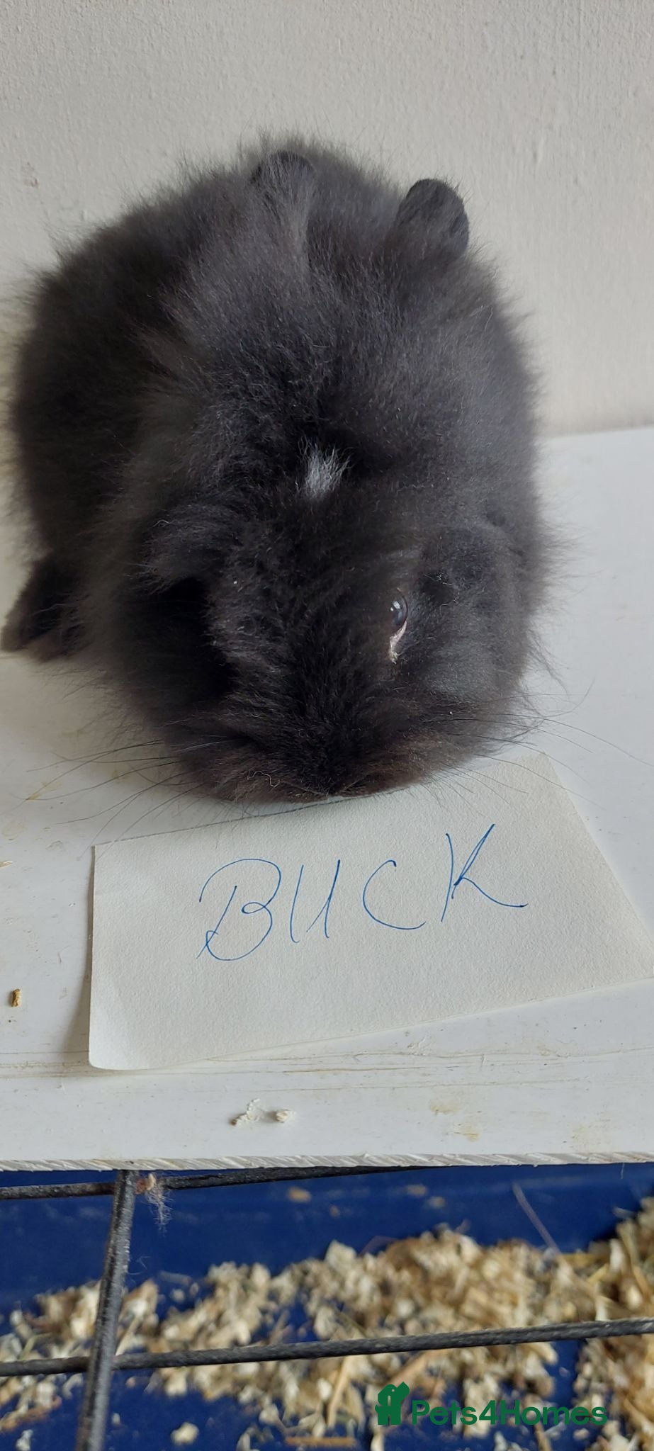 Lionhead rabbits READY Loinhead babys bucks & does - Advert 17