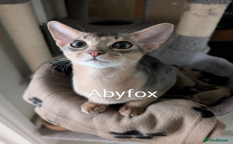 Abyssinian cats in Ruislip - Advert 9