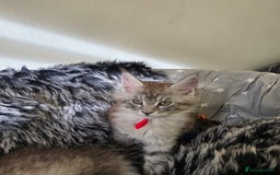 Maine Coon cats for sale: 💕💕💕5 Amazing Maine Coon kittens💕💕💕  - Image 33