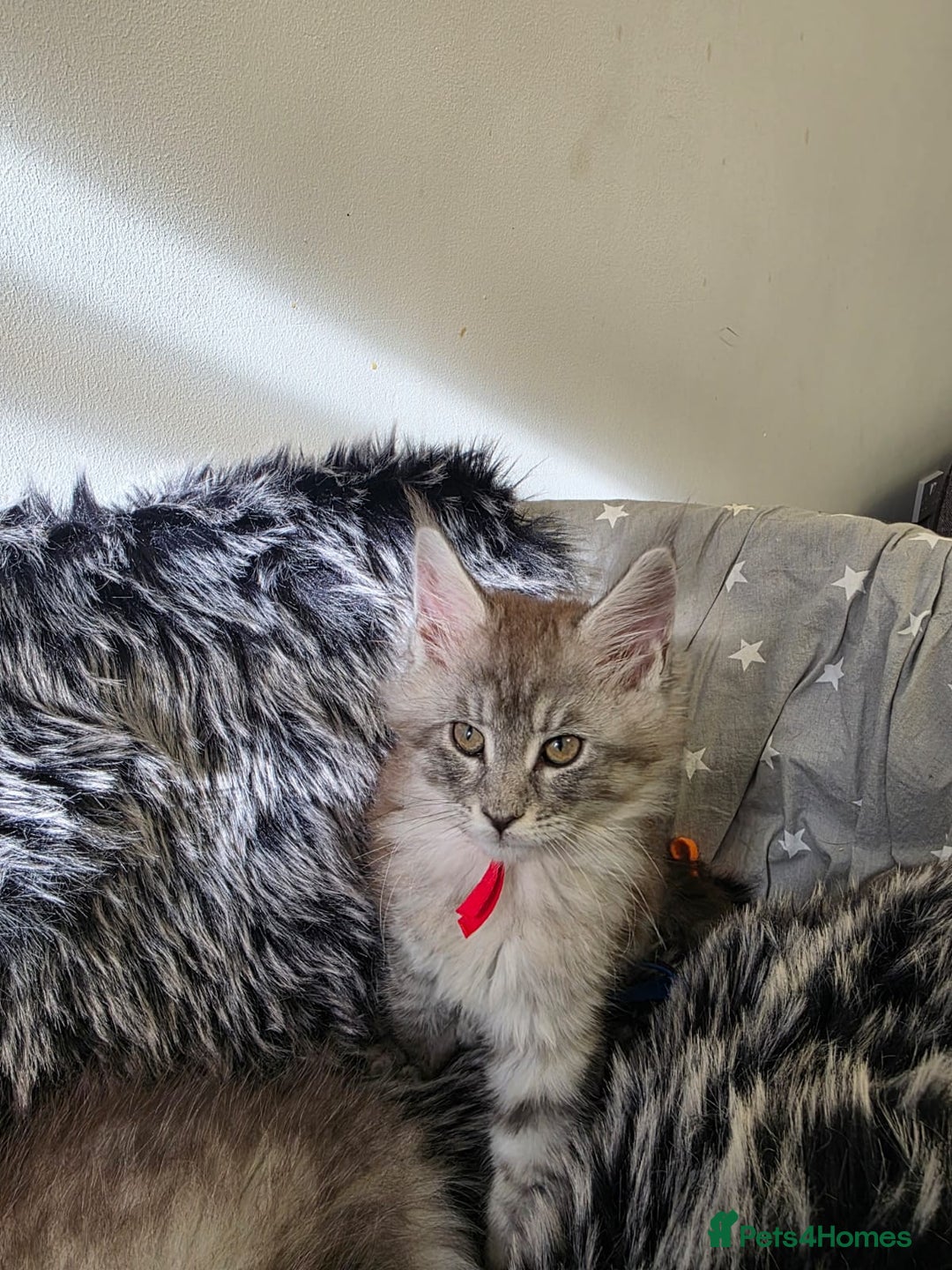 Maine Coon cats for sale: 💕💕💕5 Amazing Maine Coon kittens💕💕💕  - Image 33