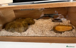 Corn Snake reptiles for sale: Corn Snake  - Image 7