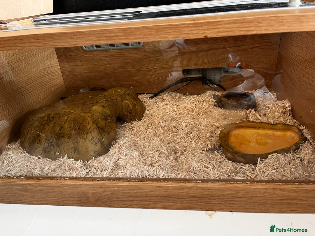 Corn Snake reptiles for sale: Corn Snake  - Image 7