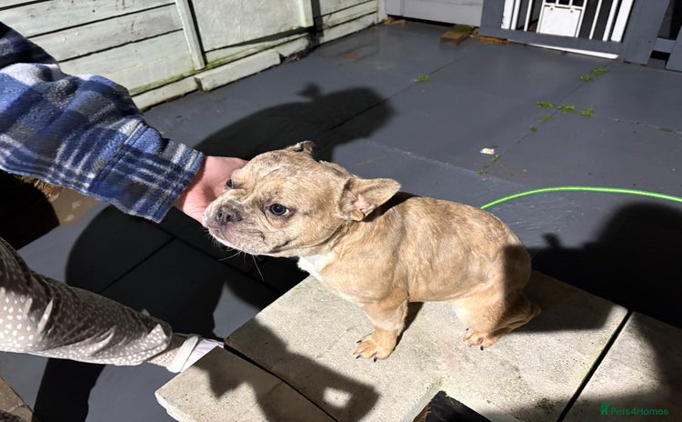 French Bulldog dogs French bulldog part fluffy Merle  - Advert 1