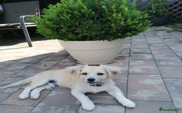 Mixed Breed dogs for adoption: Bobby, a superb little puppy boy for a Loving Home - Image 1