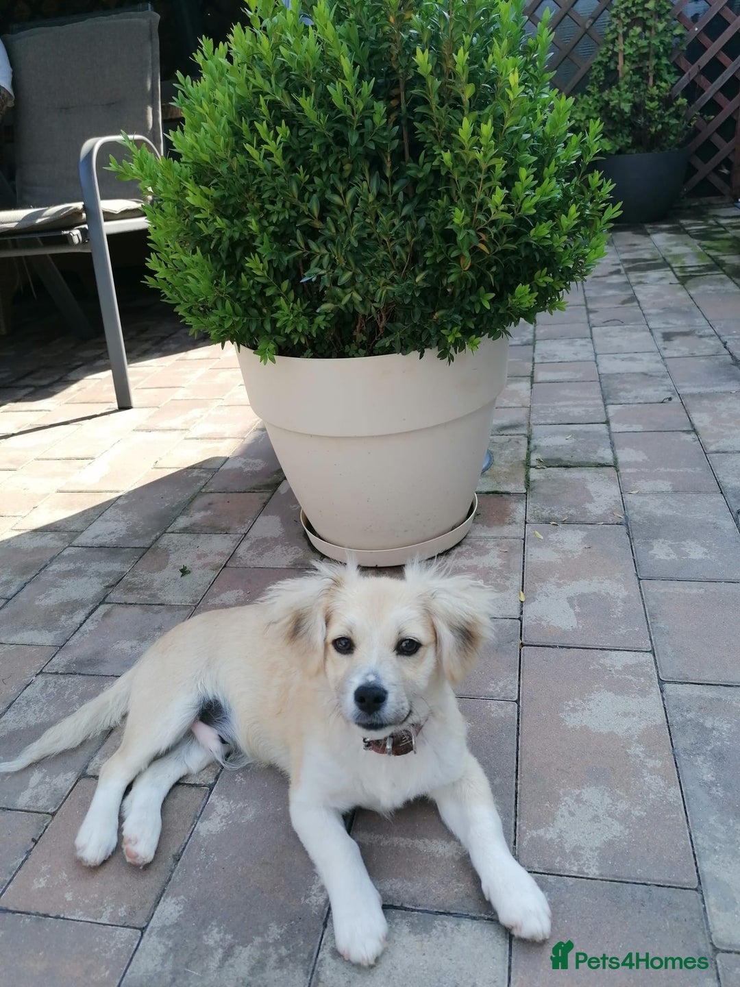 Mixed Breed dogs for adoption: Bobby, a superb little puppy boy for a Loving Home - Image 1