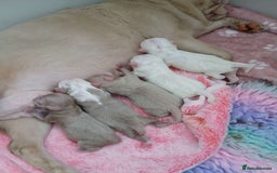 Pug dogs for sale: The “Dinosaur Litter”  - Image 8