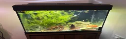 Catfish fish for sale: Snow White Pleco & blue dragon guppies in Hounslow - Advert 4