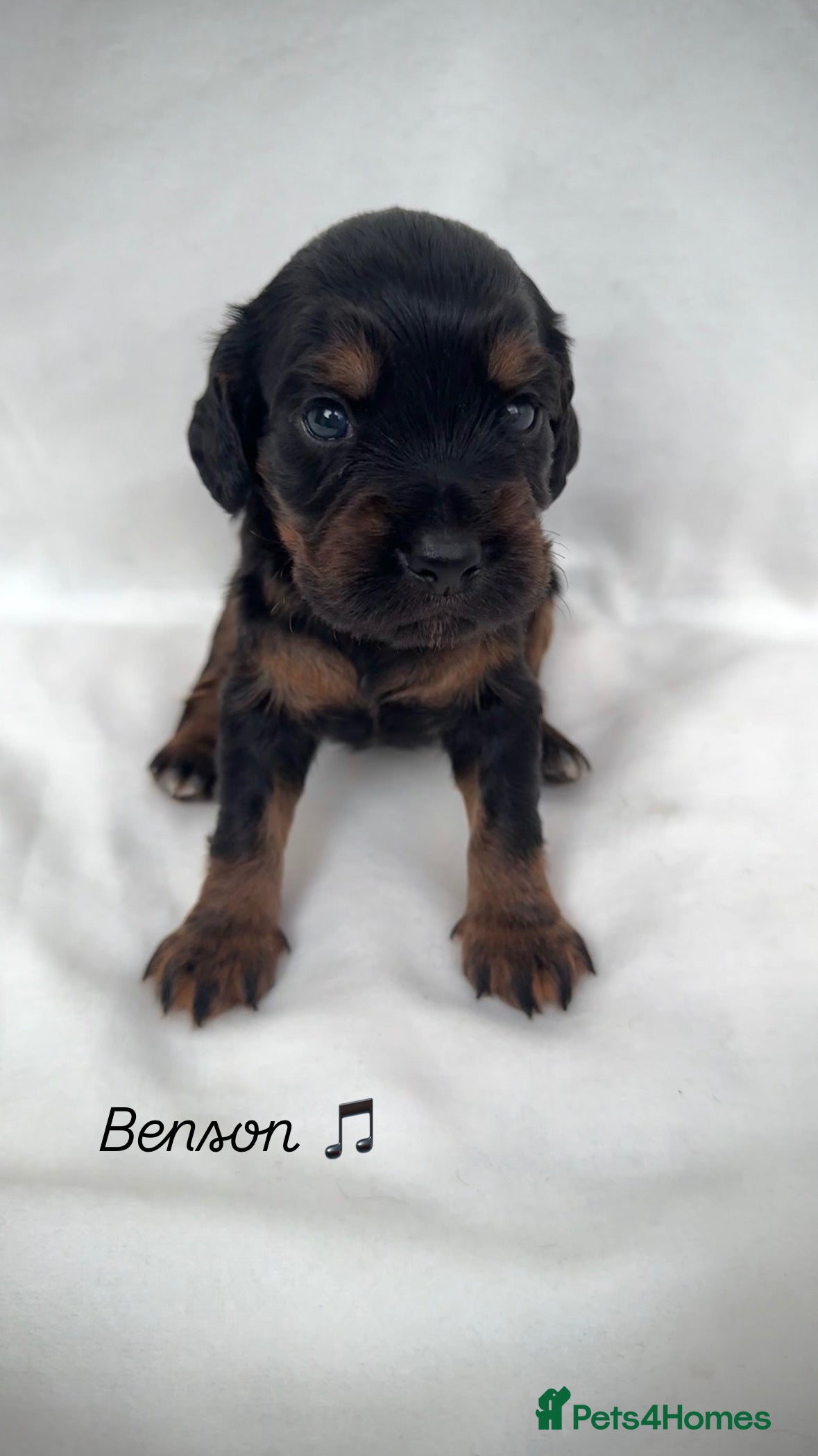 Cocker Spaniel dogs Health tested KC Registered working cocker Spaniel - Advert 9