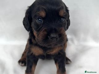 Cocker Spaniel dogs Health tested KC Registered working cocker Spaniel - Advert 7