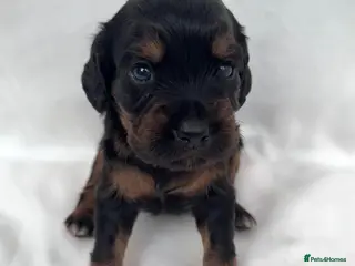 Cocker Spaniel dogs Health tested KC Registered working cocker Spaniel - Advert 4