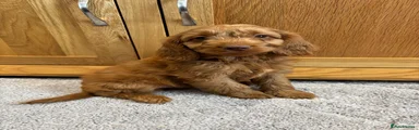 Cockapoo Puppy 2