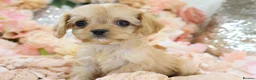 Cavapoo dogs for sale: Health Tested Cavapoo Puppies - Advert 7