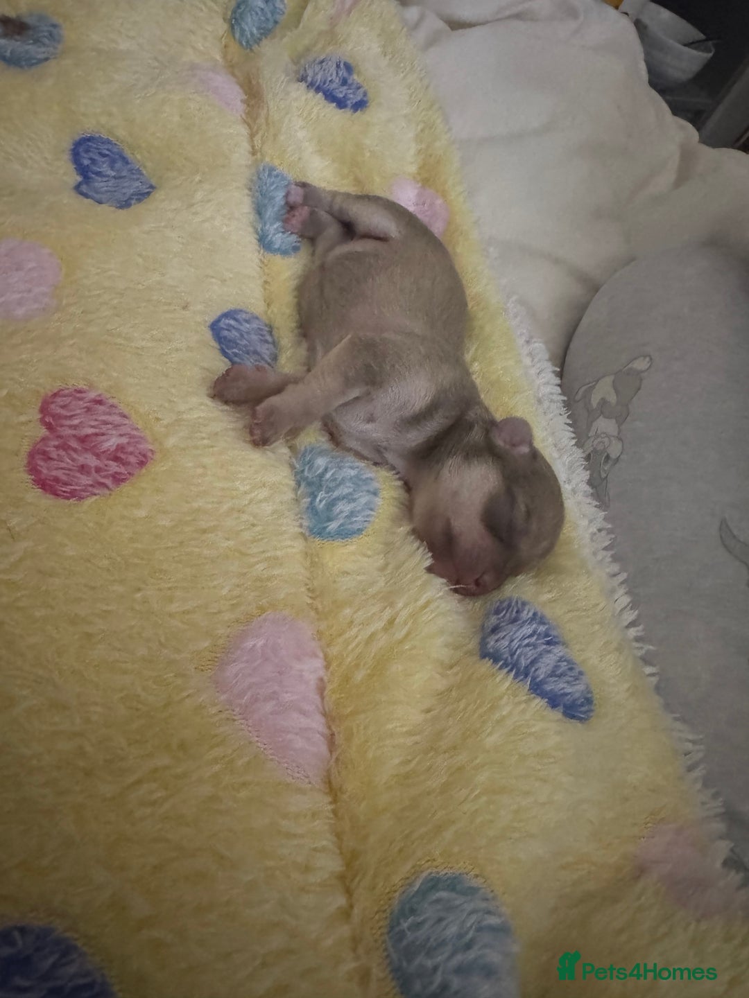 Chihuahua dogs for sale: Stunning chihuahua puppies ready  ** 🎁 **  - Image 2
