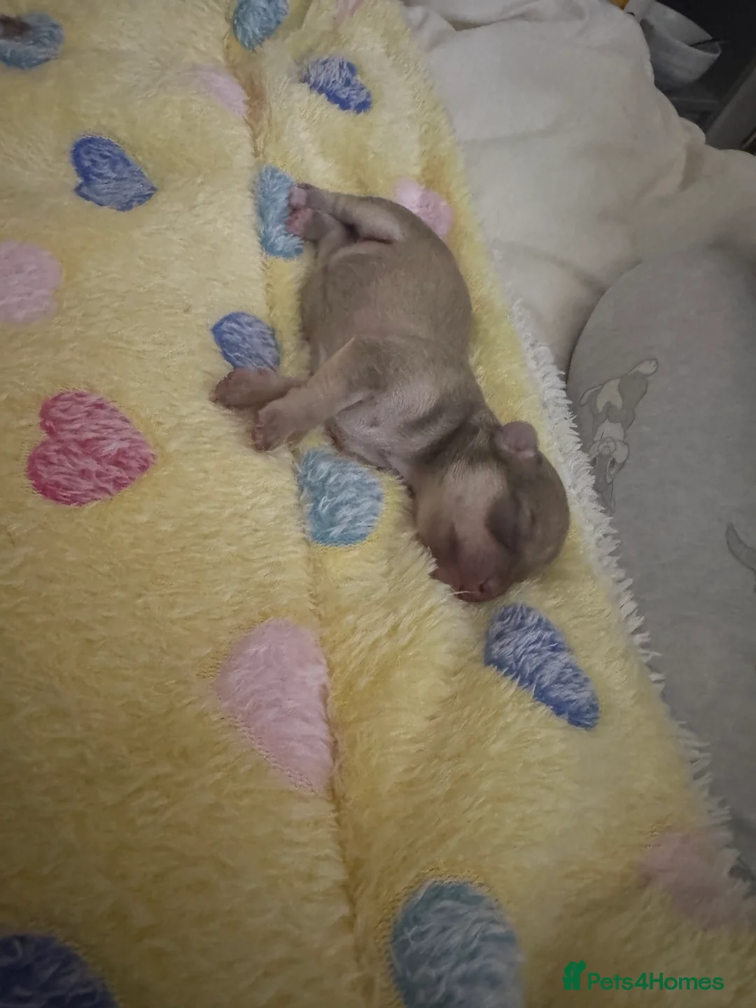Chihuahua dogs for sale: Fluffy chihuahua girl 8 weeks old  - Advert 18