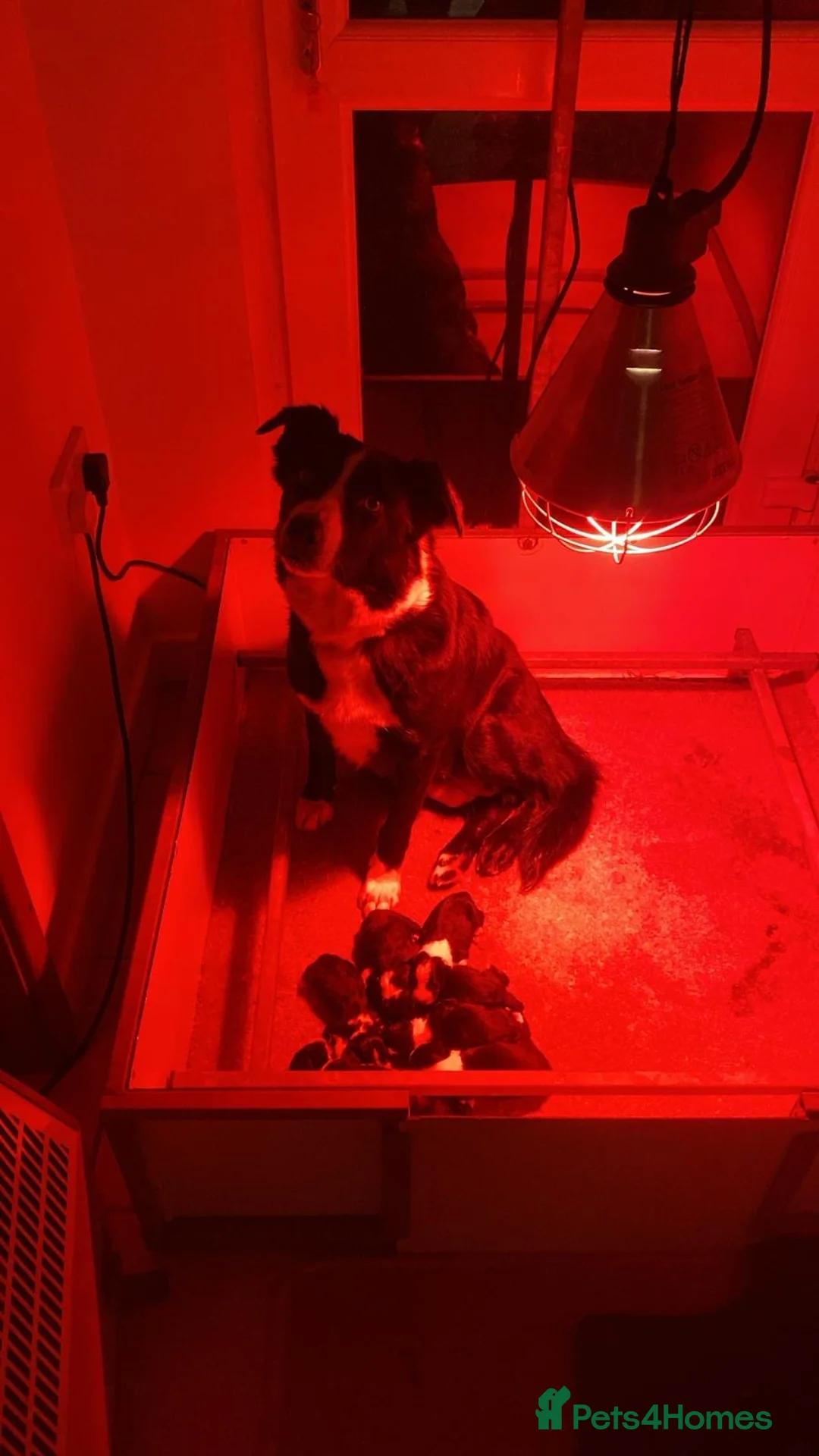 Border Collie dogs for sale: Border collie pups from Tyngraig Jock.  - Advert 15